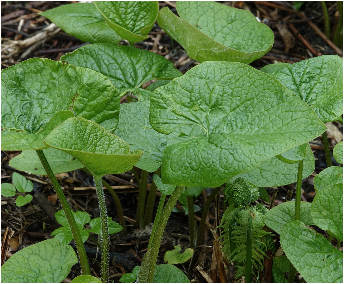 Image of Brunnera sibirica specimen.