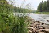 Deschampsia cespitosa
