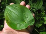 Maianthemum intermedium