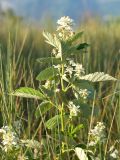 Rubus candicans. Верхушка цветущего растения. Краснодарский край, м/о город-герой Новороссийск, водосборная зона Суджукской лагуны, злаковый луг. 15.06.2022.