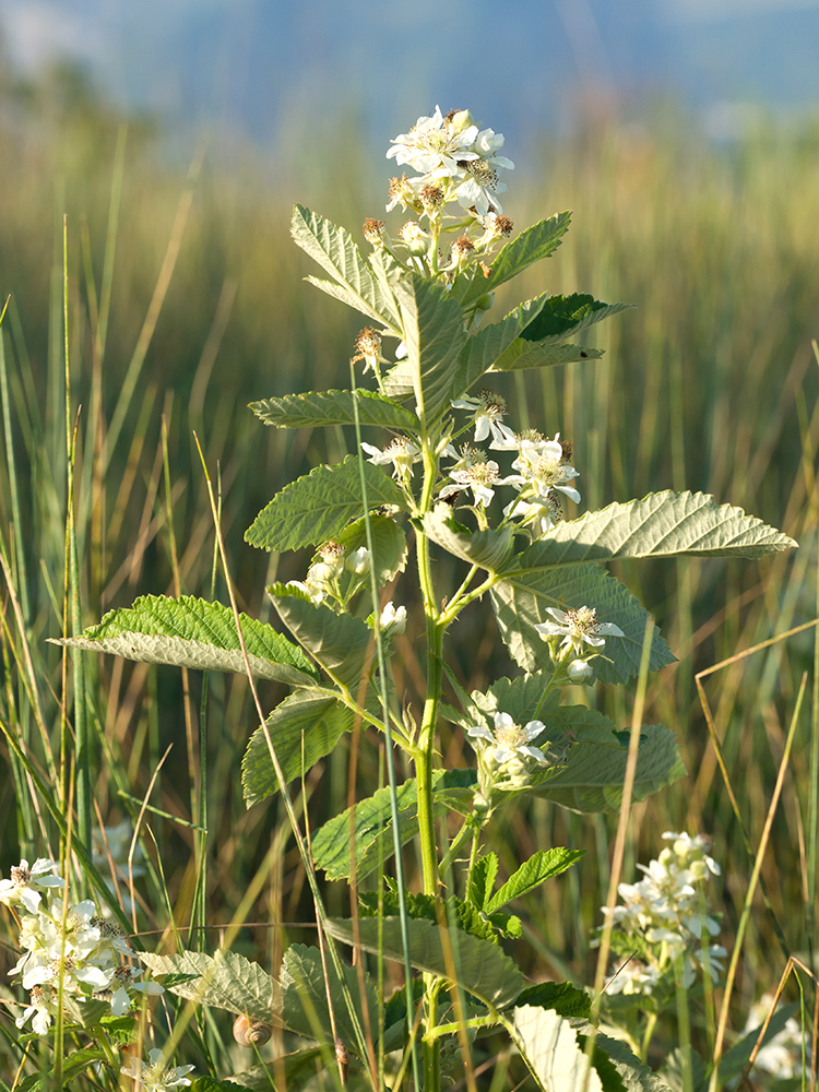 Image of Rubus candicans specimen.