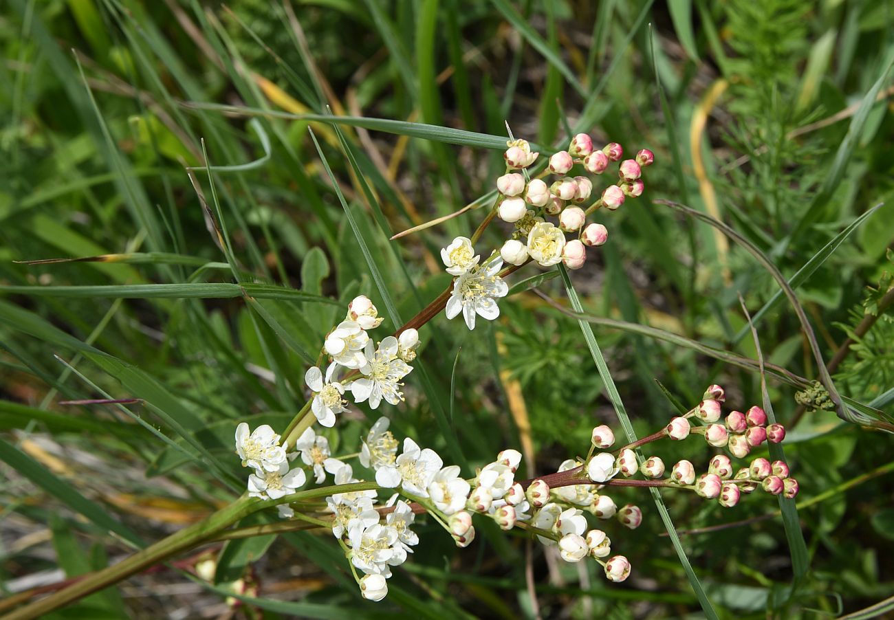 Image of Filipendula vulgaris specimen.