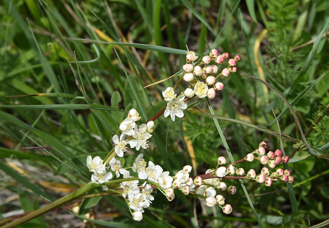 Изображение особи Filipendula vulgaris.