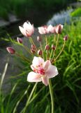 Butomus umbellatus. Соцветие. Московская обл., ГО Подольск, мкр-н Климовск, слив из плотины пруда на р. Петрица. 30.06.2022.