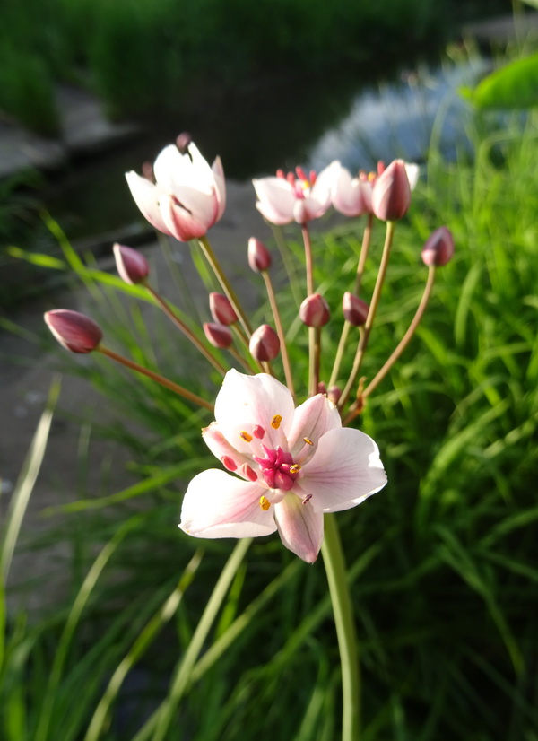 Изображение особи Butomus umbellatus.