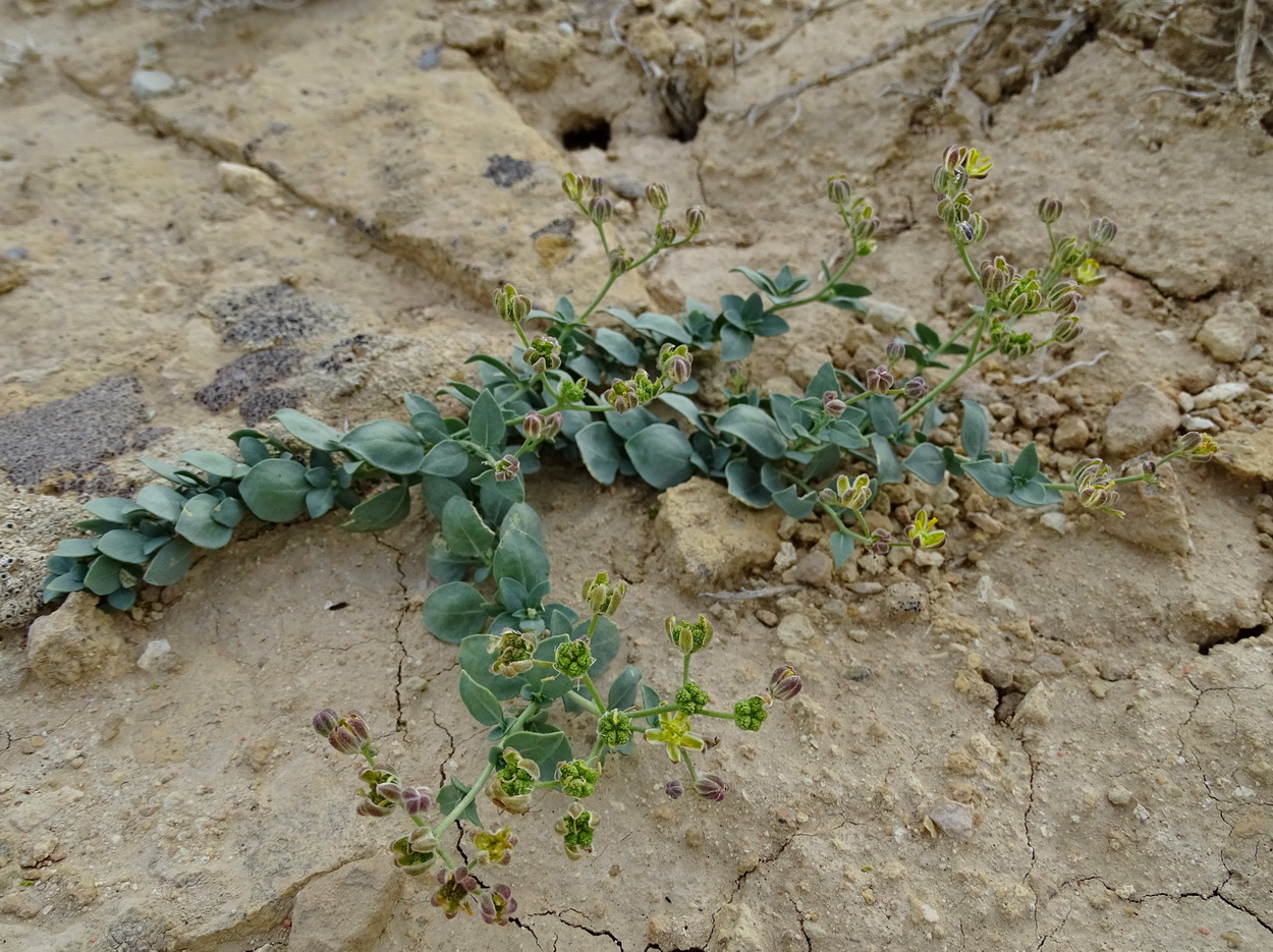 Image of Haplophyllum bungei specimen.