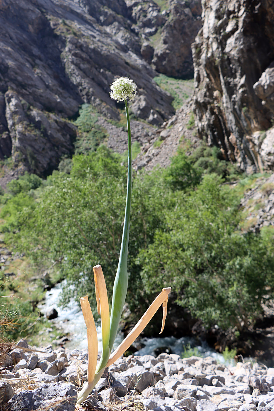 Image of Allium pskemense specimen.