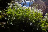 Pachyphragma macrophyllum