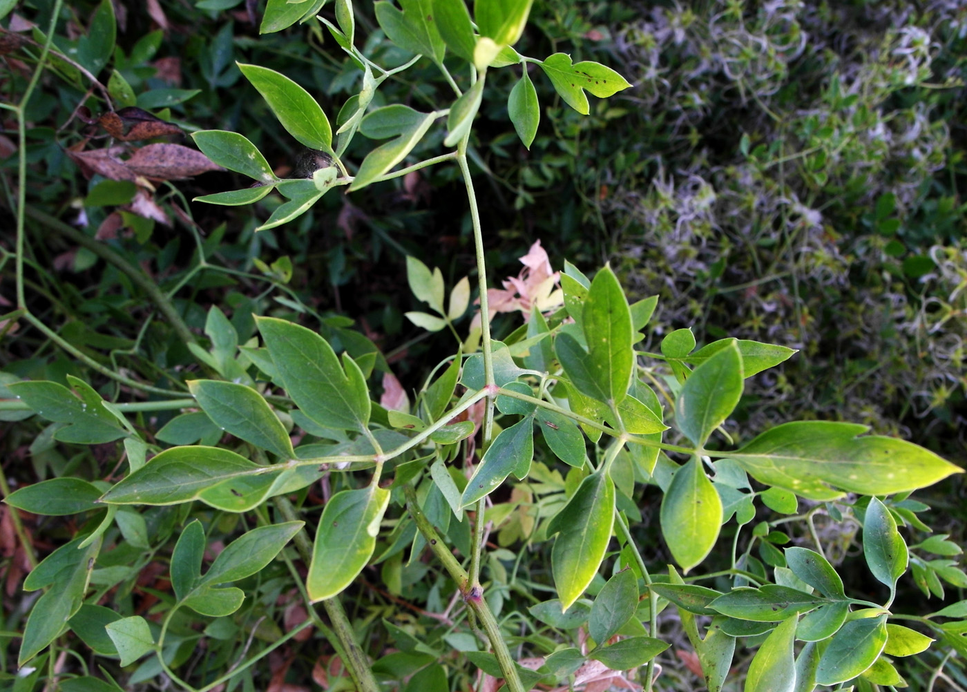 Image of Clematis lathyrifolia specimen.