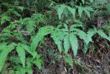 Dicranopteris linearis