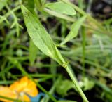 Iberis umbellata. Лист. Камчатский край, Елизовский р-н, СНТ \"Мечта\", садовый участок, клумба, в культуре. 17.08.2022.