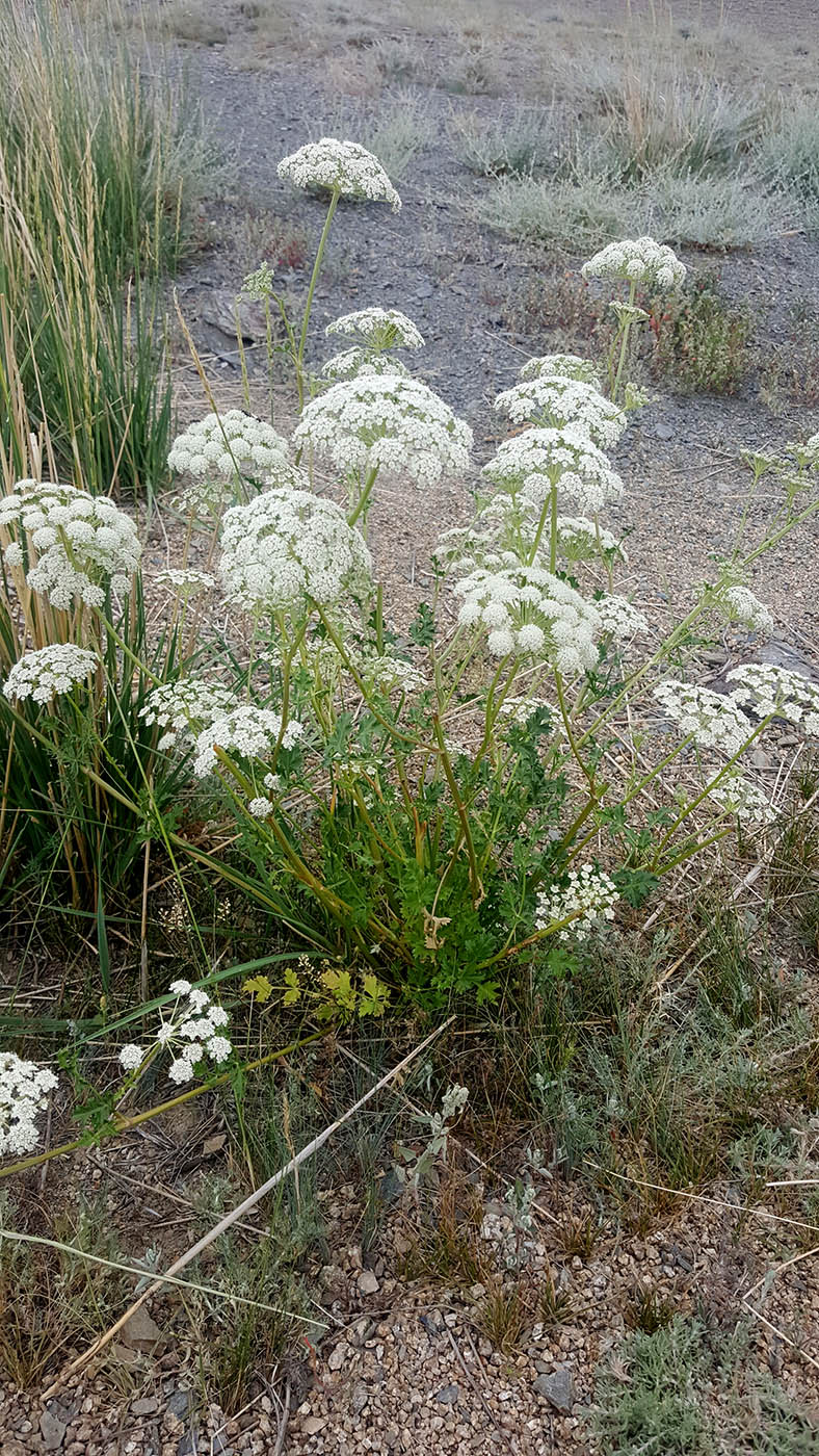 Изображение особи семейство Apiaceae.