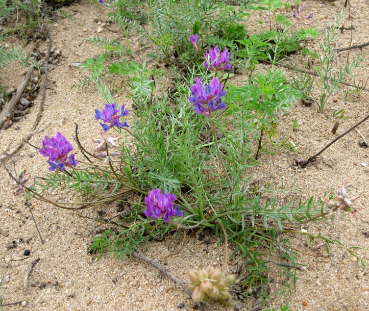 Изображение особи Oxytropis hailarensis.