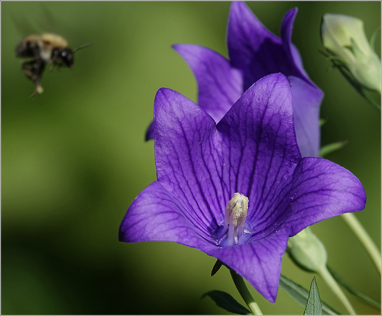 Изображение особи Platycodon grandiflorus.