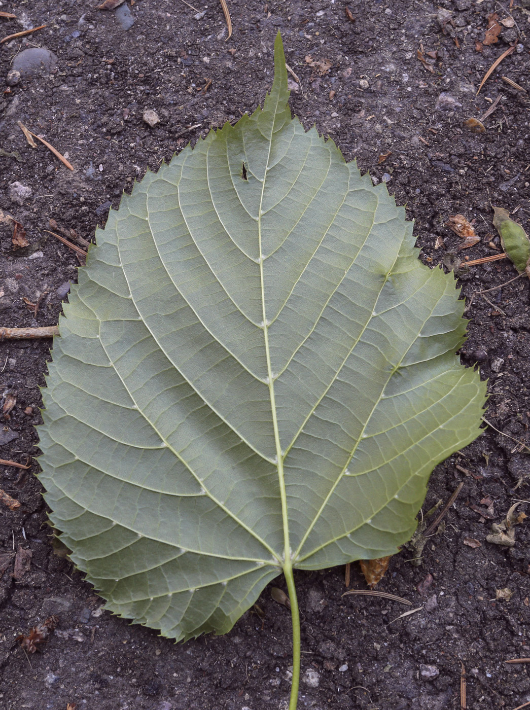 Image of genus Tilia specimen.