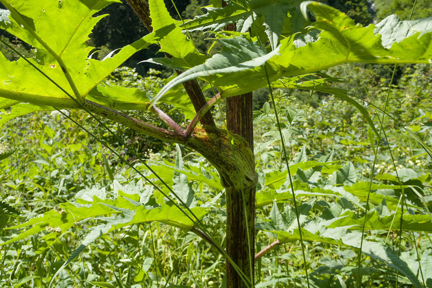 Image of Heracleum mantegazzianum specimen.