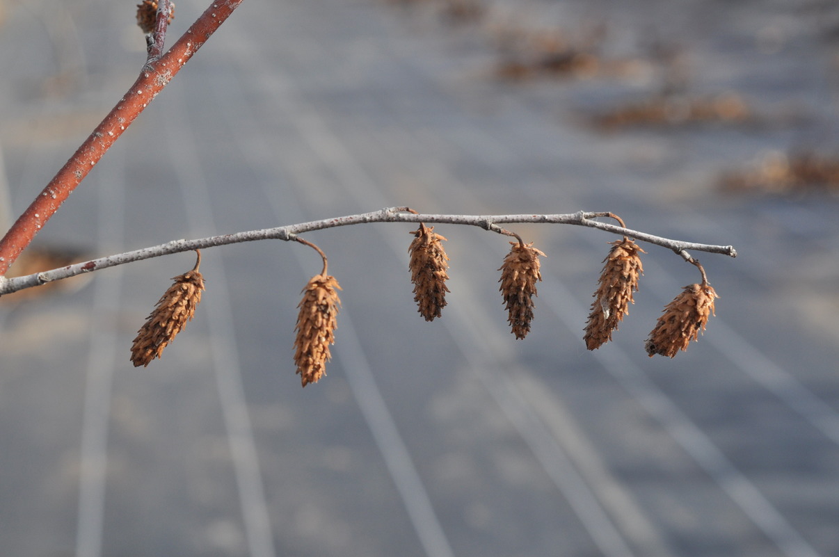 Image of Betula &times; zabelii specimen.