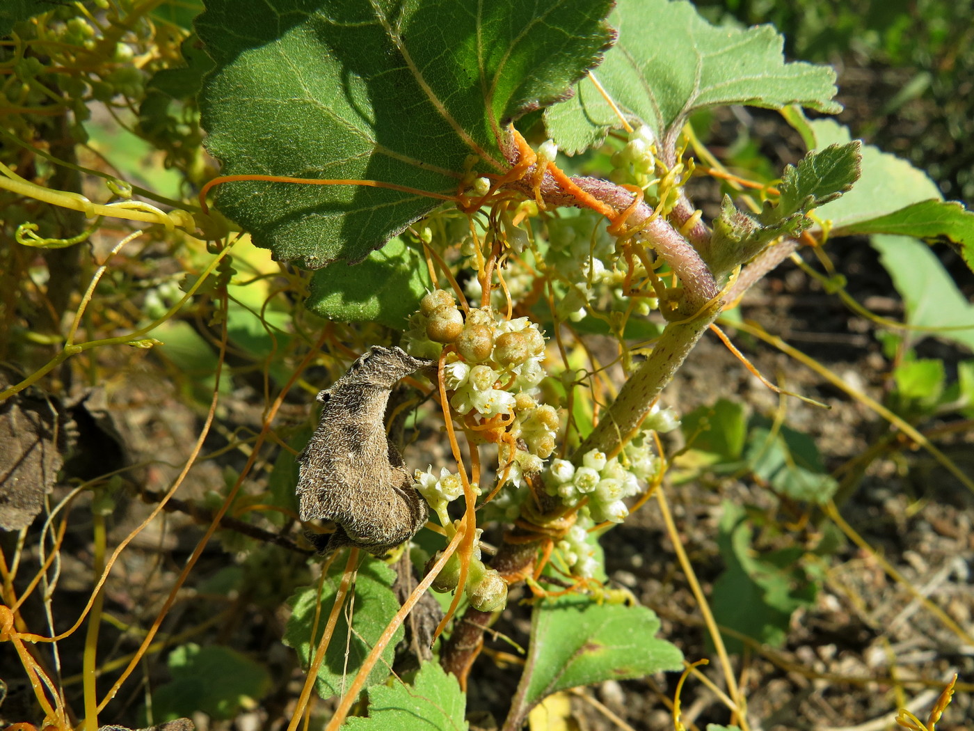 Image of Cuscuta campestris specimen.