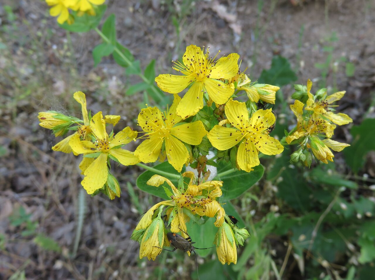 Изображение особи Hypericum montbretii.