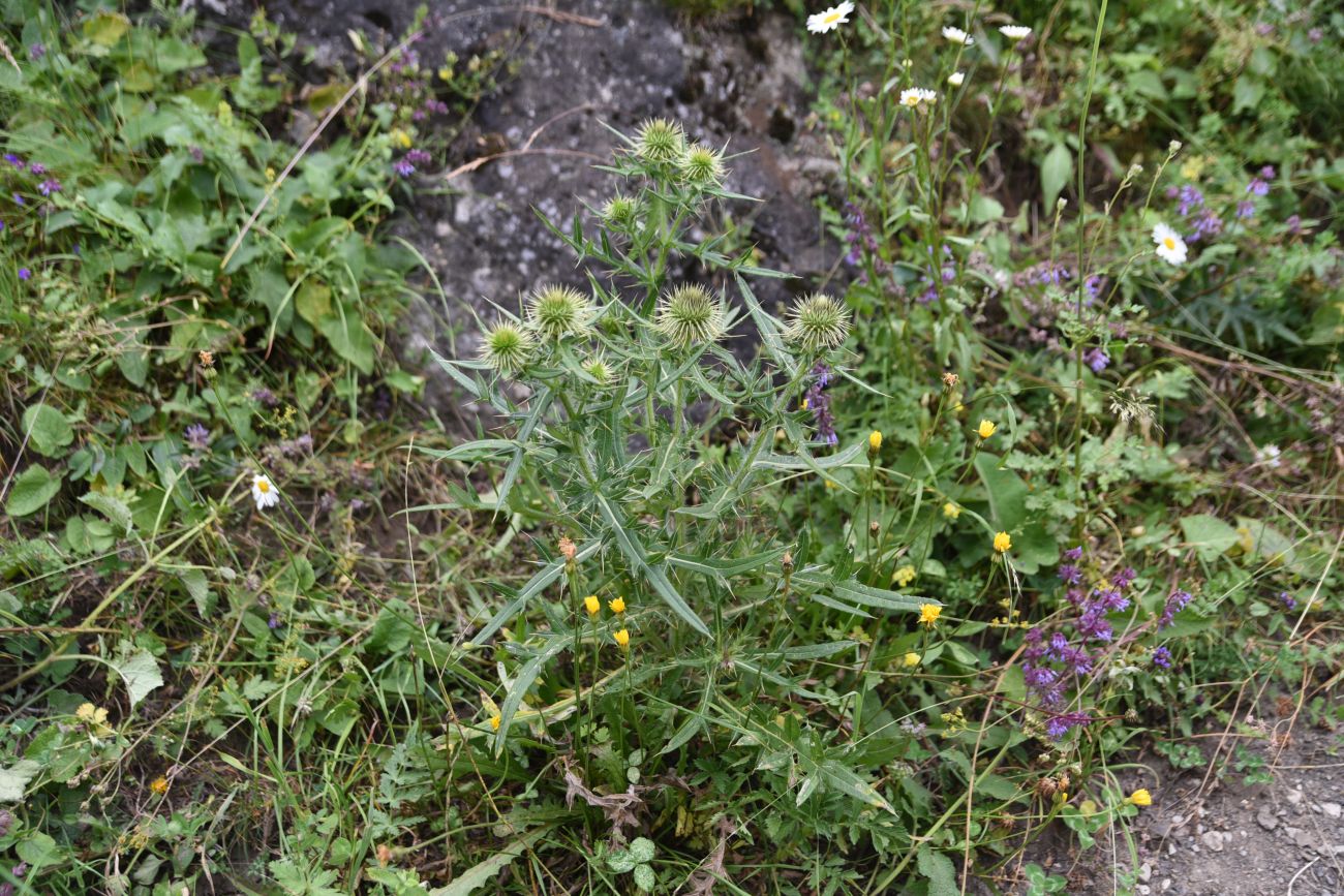 Изображение особи род Cirsium.
