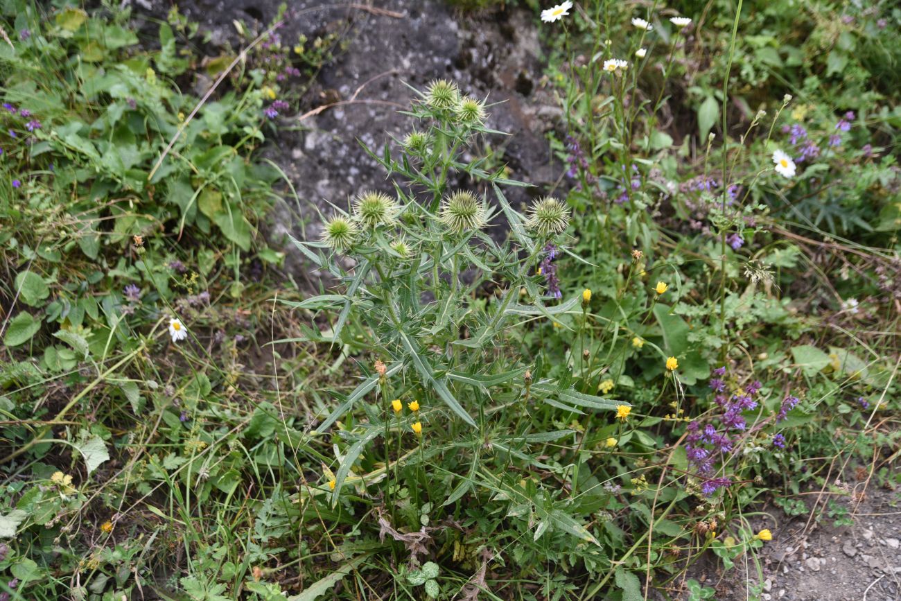 Image of genus Cirsium specimen.