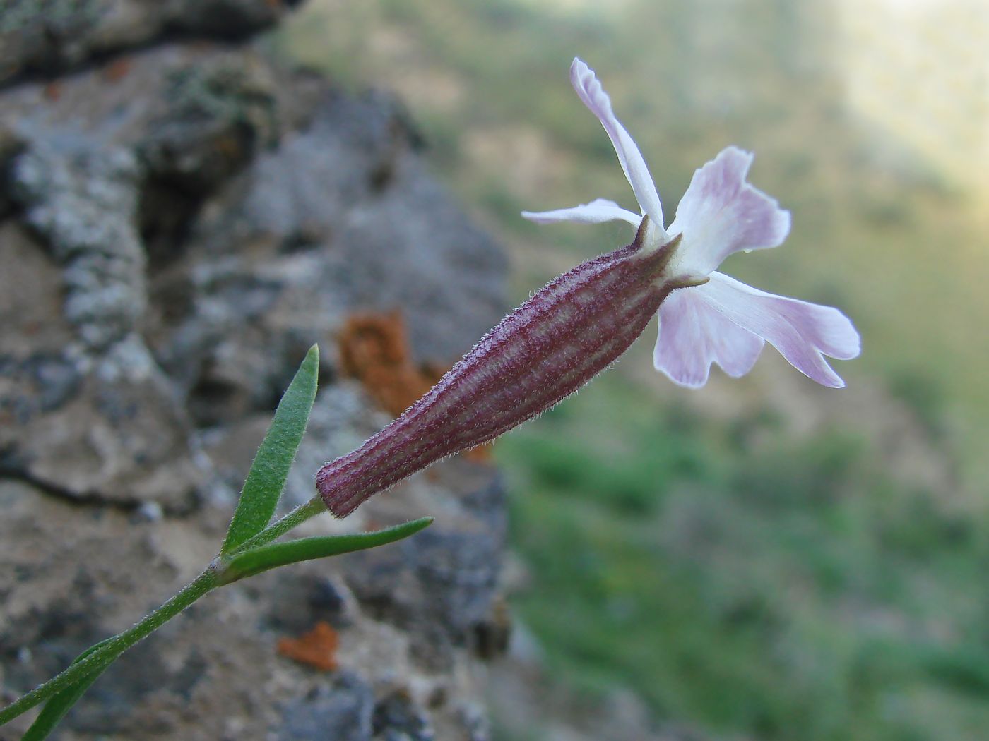 Изображение особи Silene kuschakewiczii.