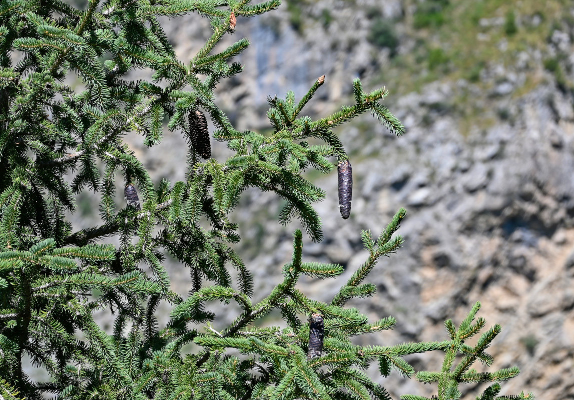 Изображение особи Picea schrenkiana.