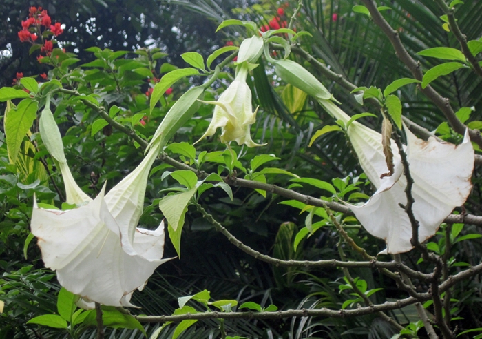 Изображение особи Brugmansia suaveolens.