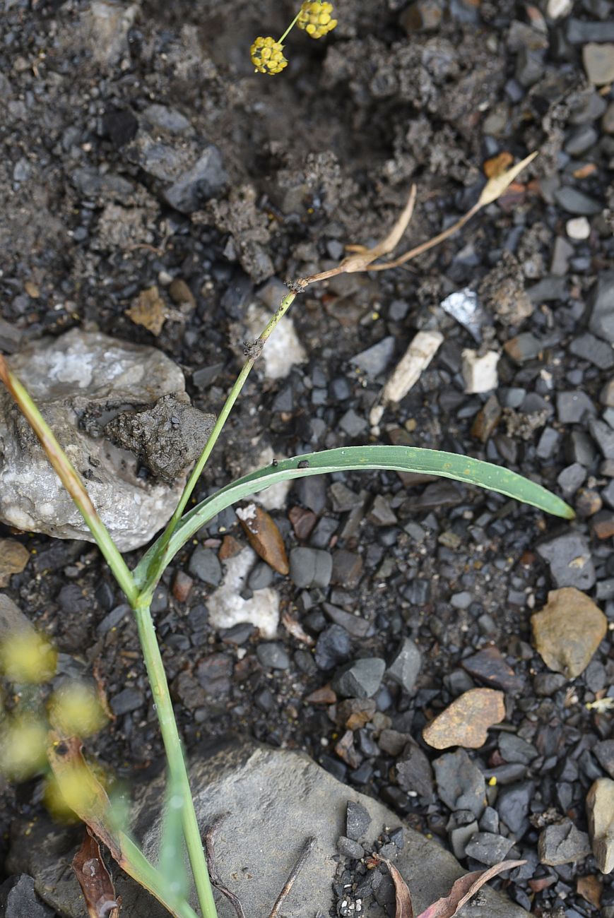 Image of genus Bupleurum specimen.