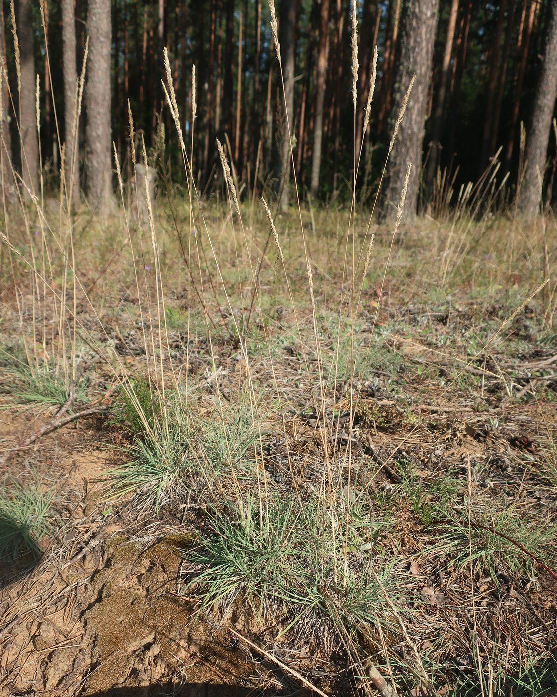 Изображение особи Koeleria glauca.