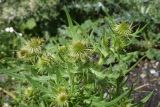 Cirsium ciliatum