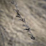 Astragalus falcatus. Соплодие прошлого года. Пермский край, Кунгурский р-н, окр. дер. Дейково, окр. ур. Греховская гора, крутой задернованный склон. 15.04.2023.