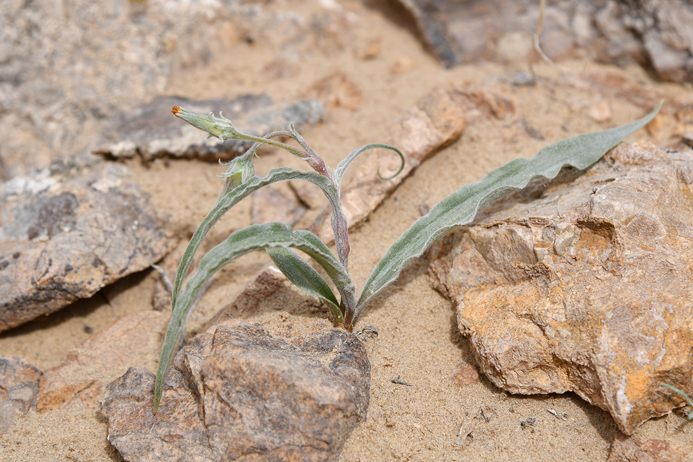 Image of Scorzonera sericeolanata specimen.