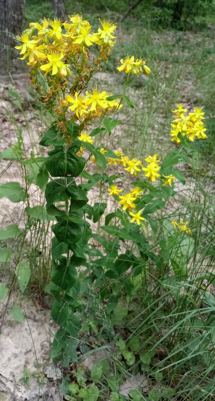 Image of Hypericum maleevii specimen.