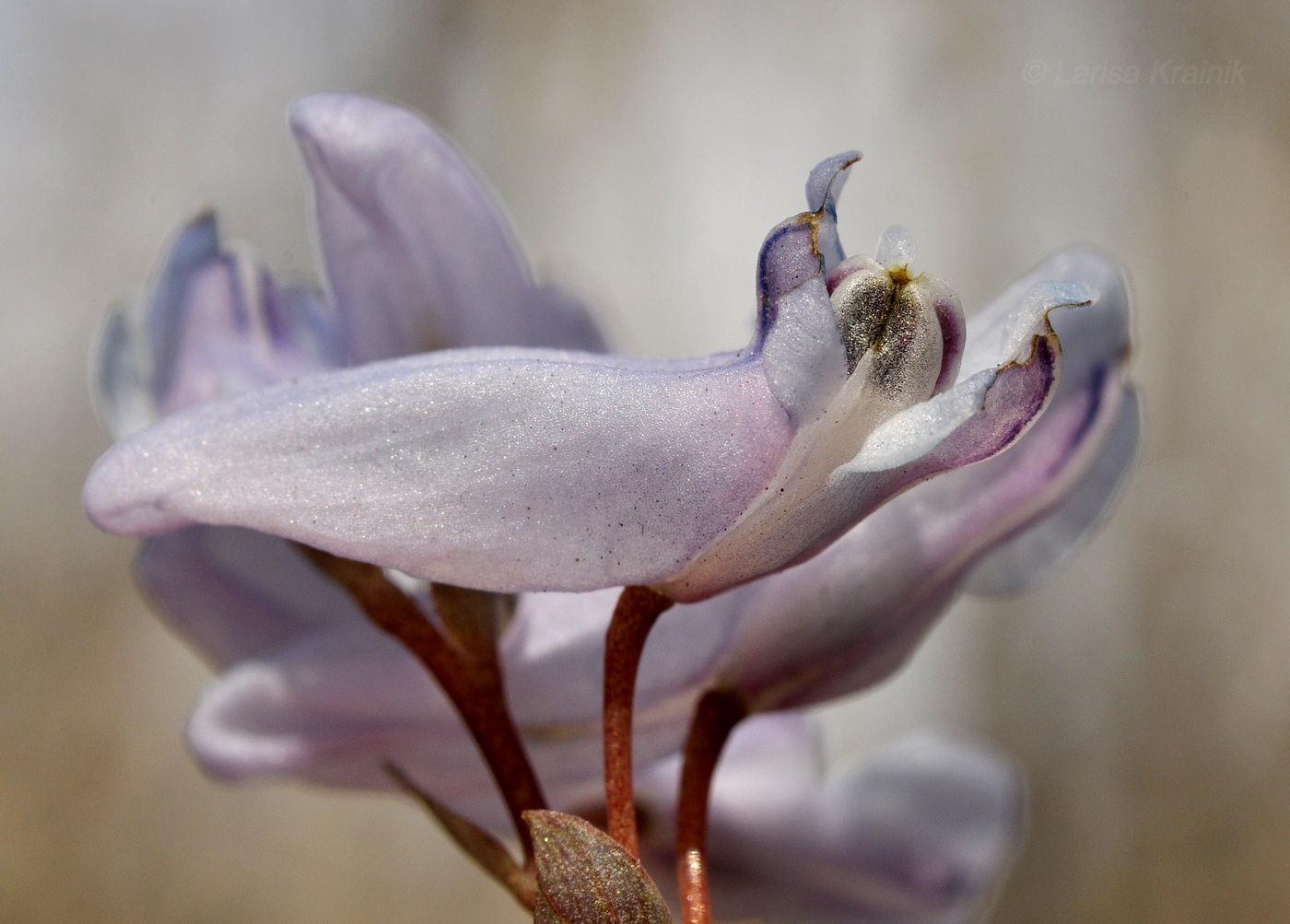 Изображение особи Corydalis repens.