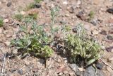 genus Lappula