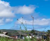 Verbena litoralis. Верхушка веточки соцветия. Чили, обл. Valparaiso, провинция Isla de Pascua, г. Hanga Roa, высокий берег океана, сообщество травянистых растений. 08.03.2023.