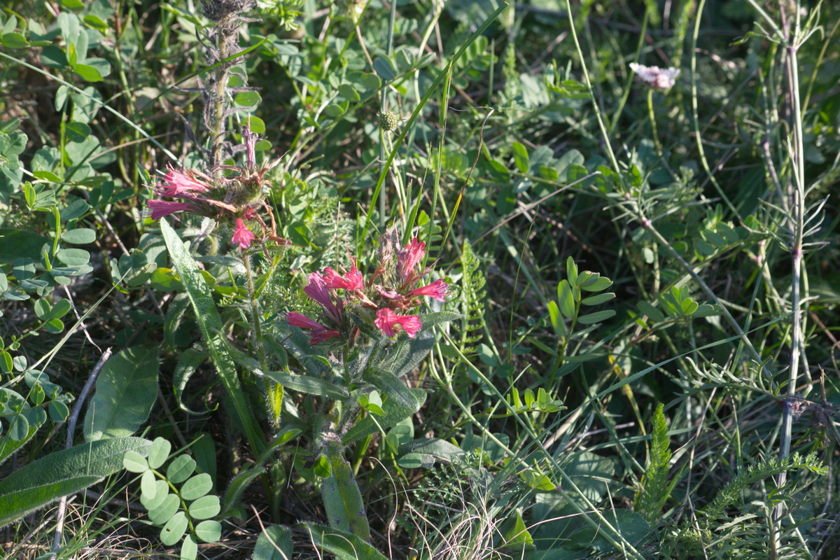 Изображение особи Echium russicum.
