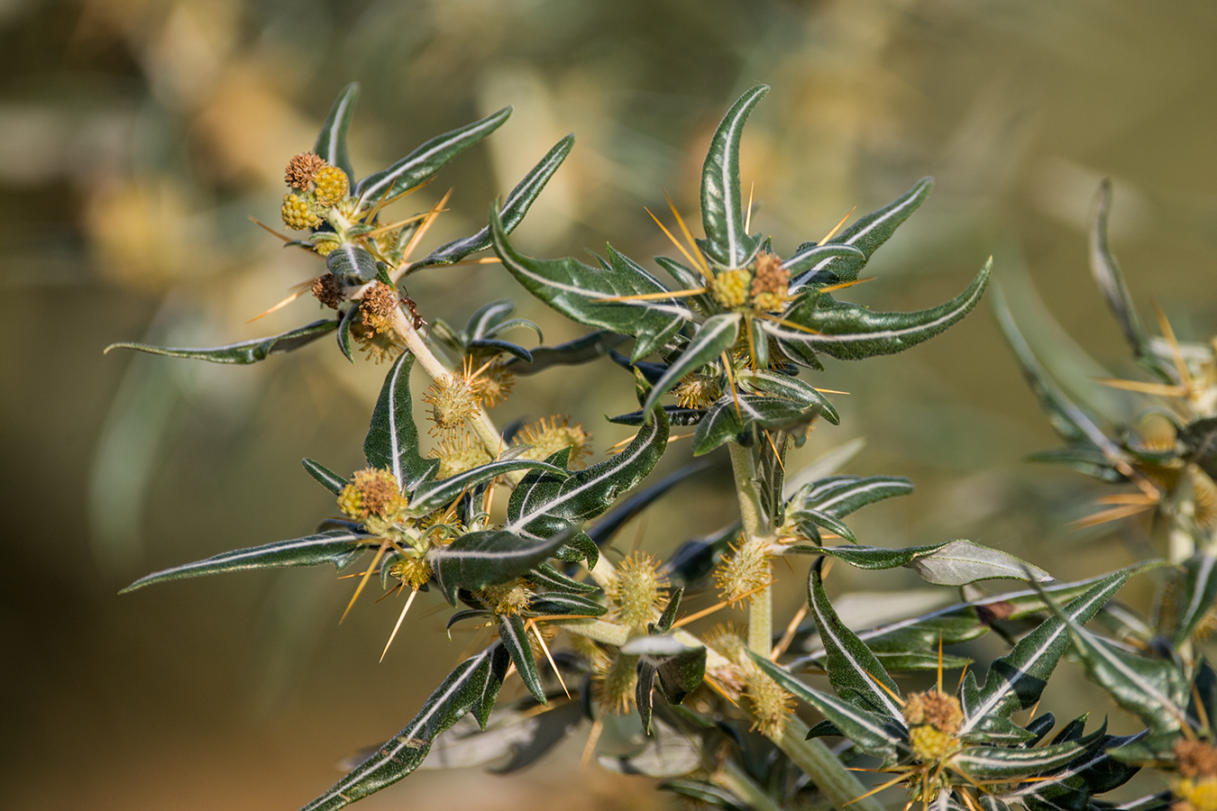 Image of Xanthium spinosum specimen.