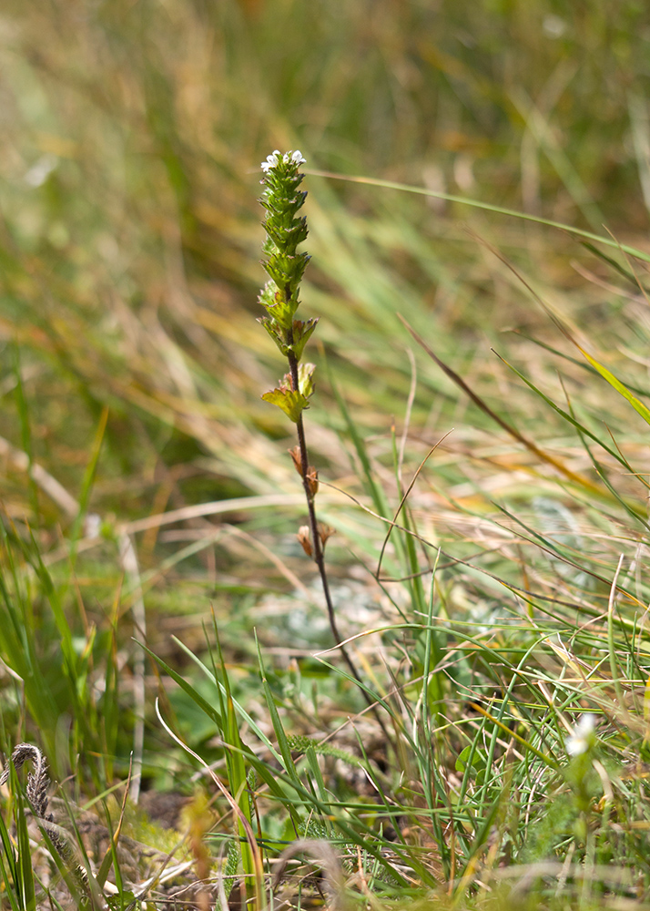 Image of Euphrasia hirtella specimen.