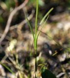 Gentianopsis barbata. Часть стебля с листьями. Республика Саха, Оленёкский улус, басс. р. Олломокит, ок. 600 м н.у.м., берег ручья. 30.07.2023.