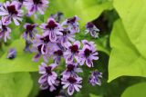 genus Schizanthus. Цветки. Красноярский край, окр. г. Красноярск, зоопарк \"Роев ручей\", в культуре. 21.08.2023.