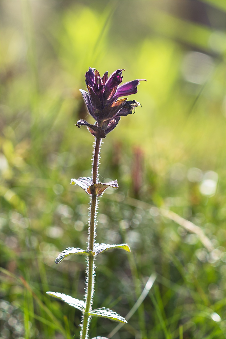 Изображение особи Bartsia alpina.