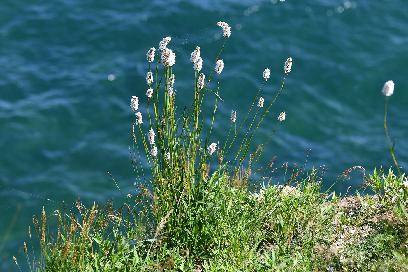 Изображение особи Bistorta officinalis.