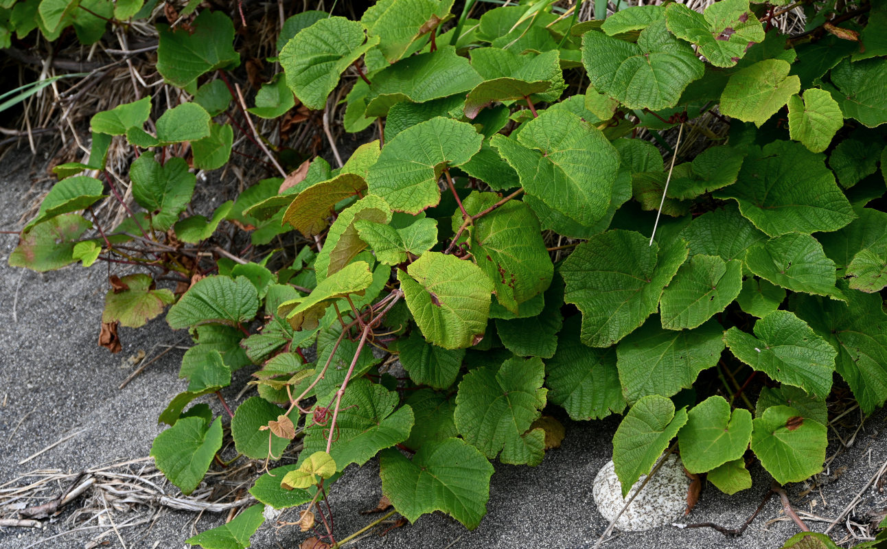 Изображение особи Vitis coignetiae.