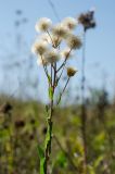 Erigeron acris. Верхушка плодоносящего растения. Пермский край, Берёзовский р-н, долина р. Шаква в окр. дер. Карнаухово, в р-не Татарской горы, суходольный луг. 12 августа 2023 г.