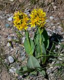 Ligularia alpigena