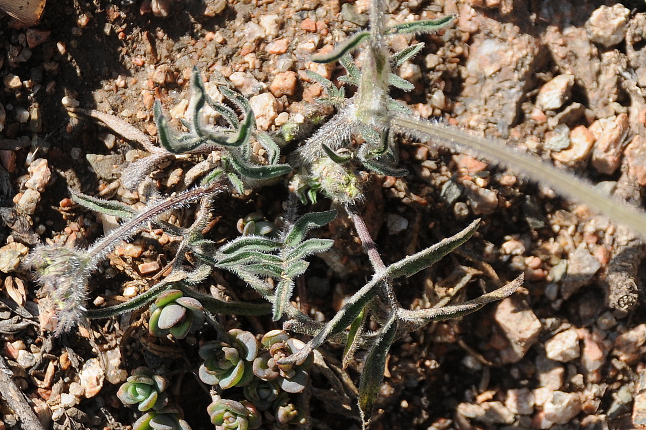 Image of familia Apiaceae specimen.