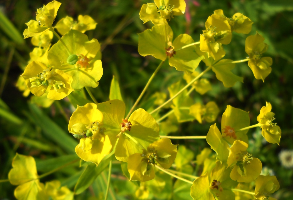 Image of Euphorbia virgata specimen.