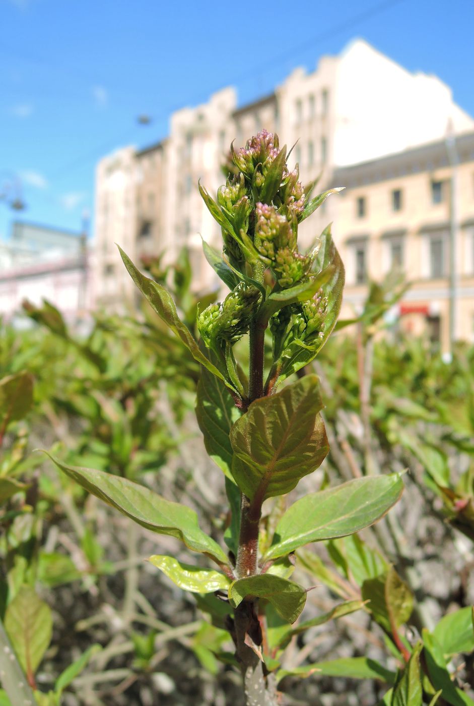 Image of Syringa &times; henryi specimen.